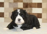 Chief, a male Miniature Bernedoodle for sale in Denver, PA – 3 of 3
