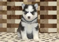 Ice, a female Pomsky for sale in Denver, PA – Photo 3 of 4