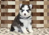 Ice, a female Pomsky for sale in Denver, PA – Photo 4 of 4