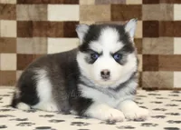 Ice, a female Pomsky for sale in Denver, PA – Photo 2 of 4