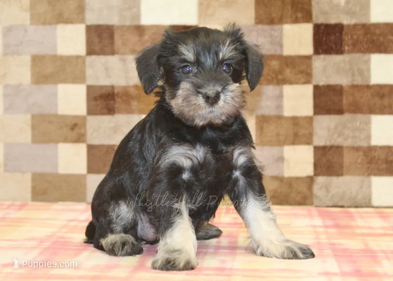 Emily – Miniature Schnauzer puppy for sale in Denver, PA