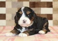 Fritz, a male Cavapoo and Miniature Bernedoodle for sale in Denver, PA – 2 of 4