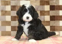 Cupcake, a female Miniature Bernedoodle for sale in Denver, PA – 8 of 8