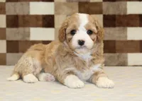 Fern, a female Cavapoo and Miniature Bernedoodle for sale in Denver, PA – 6 of 8