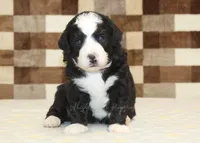 Cody, a male Miniature Bernedoodle for sale in Denver, PA – 2 of 3