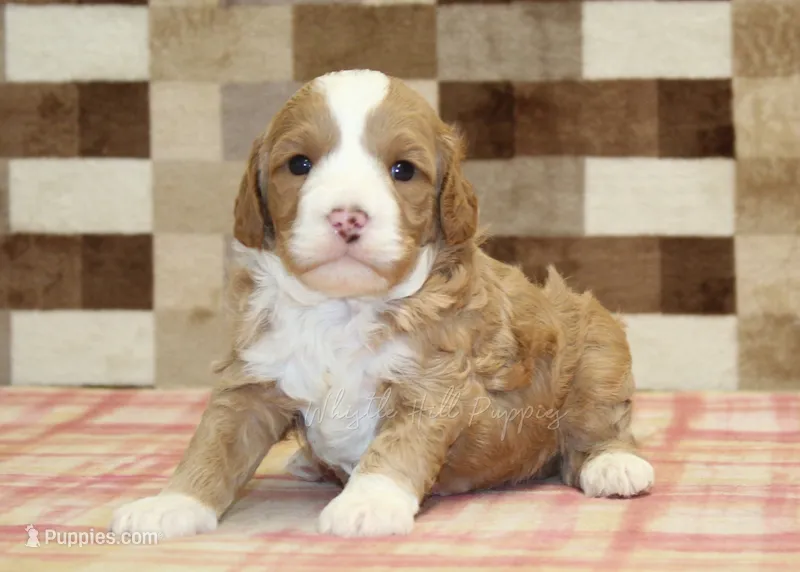 Frank – Cavapoo, Miniature Bernedoodle puppy for sale in Denver, PA