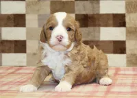 Frank, a male Cavapoo and Miniature Bernedoodle for sale in Denver, PA – 1 of 4