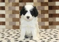 Kodiak, a male Miniature Bernedoodle for sale in Denver, PA – 3 of 4