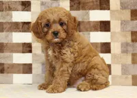 Dylan, a male Cavapoo for sale in Denver, PA – 1 of 8
