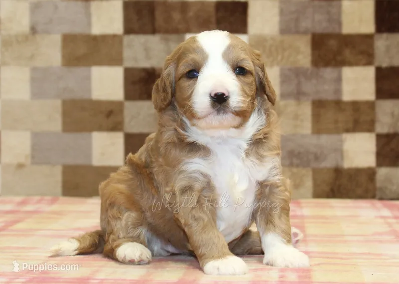Fancy – Cavapoo, Miniature Bernedoodle puppy for sale in Denver, PA