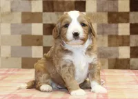 Fancy, a female Cavapoo and Miniature Bernedoodle for sale in Denver, PA – 1 of 4
