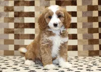 Fancy, a female Cavapoo and Miniature Bernedoodle for sale in Denver, PA – 4 of 8