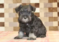 Eddy, a male Miniature Schnauzer for sale in Denver, PA – 1 of 4