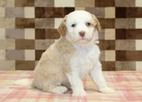 Hanna, a female Miniature Bernedoodle for sale in Denver, PA – 4 of 4