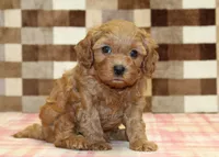 Donny, a male Cavapoo for sale in Denver, PA – 8 of 8