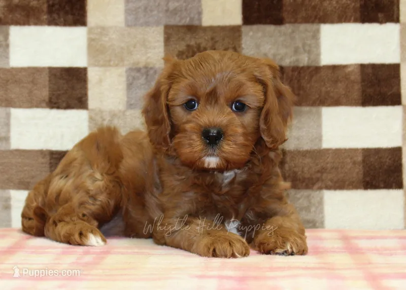 Ginger – Cavapoo puppy for sale in Denver, PA