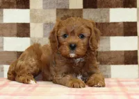 Ginger, a female Cavapoo for sale in Denver, PA – 1 of 3