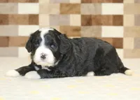 Cupcake, a female Miniature Bernedoodle for sale in Denver, PA – 3 of 3
