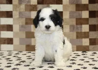 Kirby, a male Miniature Bernedoodle for sale in Denver, PA – 3 of 4
