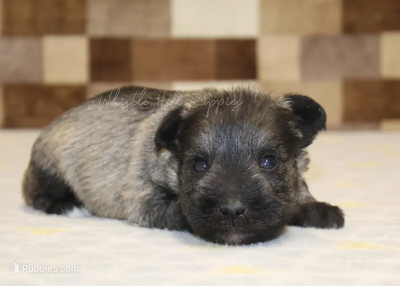 Queen – Miniature Schnauzer puppy for sale in Denver, PA