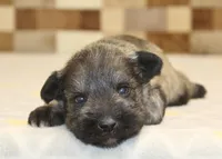 Queen, a female Miniature Schnauzer for sale in Denver, PA – Photo 2 of 3