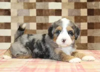 Charlie, a male Miniature Bernedoodle for sale in Denver, PA – 2 of 7