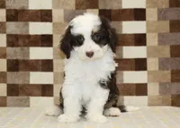 Hershey, a male Miniature Bernedoodle for sale in Denver, PA – 3 of 4