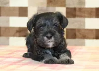 Lucky, a male Miniature Schnauzer for sale in Denver, PA – 2 of 3