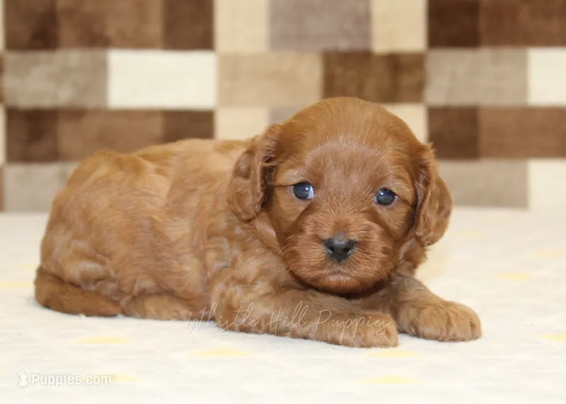 Dolly – Cavapoo puppy for sale in Denver, PA