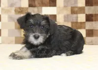 Tony, a male Miniature Schnauzer for sale in Denver, PA – 2 of 4