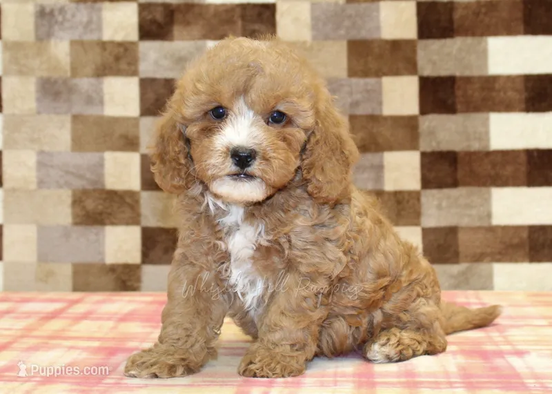 JJ – Cavapoo, Miniature Bernedoodle puppy for sale in Denver, PA