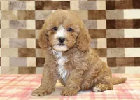 JJ, a male Cavapoo and Miniature Bernedoodle for sale in Denver, PA – 1 of 4