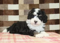 Bandit, a male Miniature Bernedoodle for sale in Denver, PA – 7 of 8