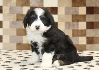 King, a male Miniature Bernedoodle for sale in Denver, PA – 4 of 4