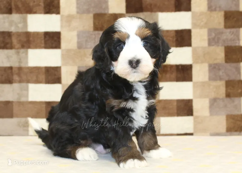 Rudy – Miniature Bernedoodle puppy for sale in Denver, PA