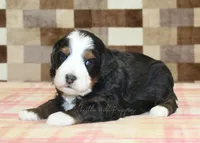 Rudy, a male Miniature Bernedoodle for sale in Denver, PA – Photo 3 of 3