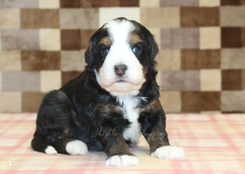 Rudy – Miniature Bernedoodle puppy for sale in Denver, PA