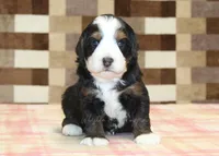 Rudy, a male Miniature Bernedoodle for sale in Denver, PA – Photo 2 of 3