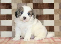 Chip, a male Miniature Bernedoodle for sale in Denver, PA – 5 of 7