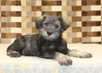 Teddy, a male Miniature Schnauzer for sale in Denver, PA – 2 of 4