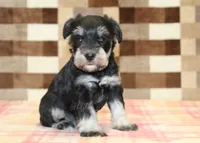 Lily, a female Miniature Schnauzer for sale in Denver, PA – 3 of 3