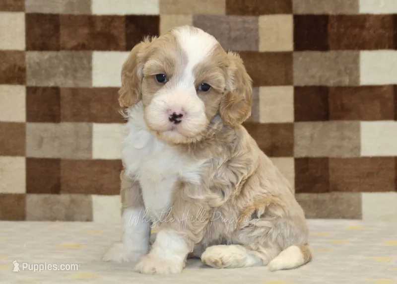 Jack – Cavapoo, Miniature Bernedoodle puppy for sale in Denver, PA