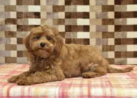 Oscar, a male Cavapoo for sale in Denver, PA – 2 of 6