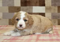Fern, a female Cavapoo and Miniature Bernedoodle for sale in Denver, PA – 2 of 4