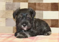 Lucky, a male Miniature Schnauzer for sale in Denver, PA – 3 of 3