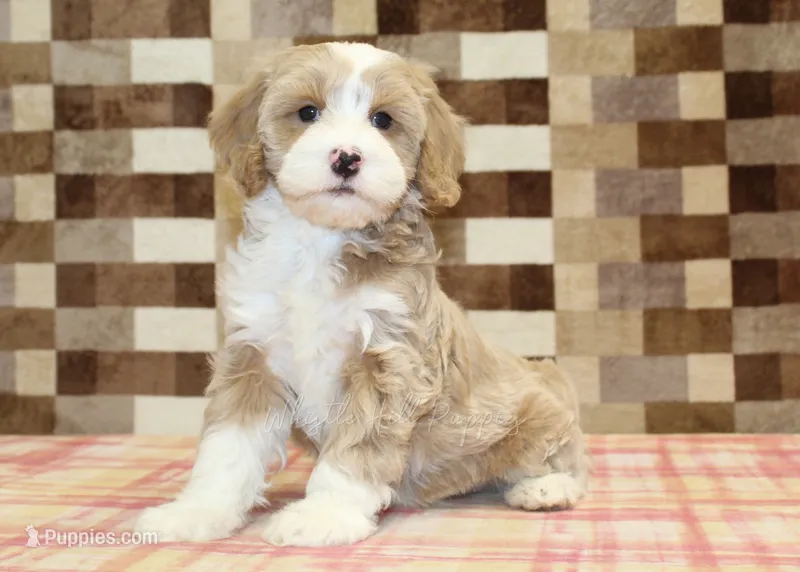 Jack – Cavapoo, Miniature Bernedoodle puppy for sale in Denver, PA