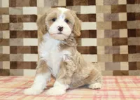 Jack, a male Cavapoo and Miniature Bernedoodle for sale in Denver, PA – 1 of 4