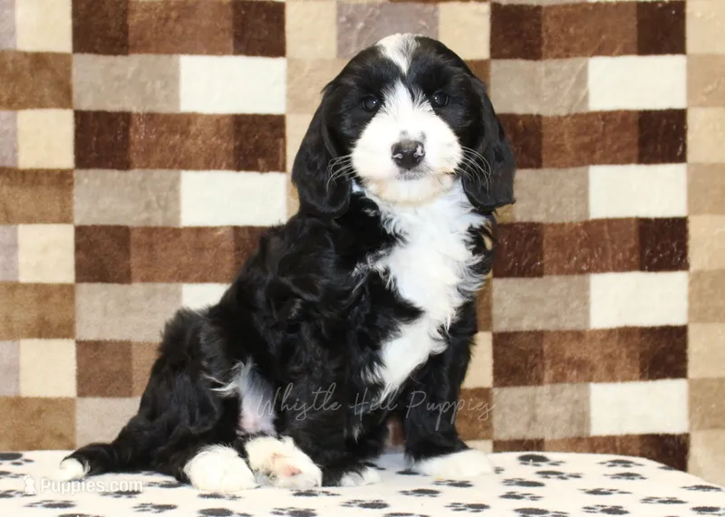 Fairy – Cavapoo, Miniature Bernedoodle puppy for sale in Denver, PA