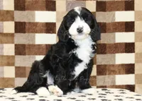 Fairy, a female Cavapoo and Miniature Bernedoodle for sale in Denver, PA – 1 of 7