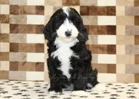 Fairy, a female Cavapoo and Miniature Bernedoodle for sale in Denver, PA – 3 of 7